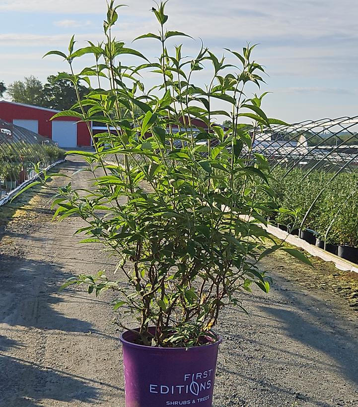 Buddleia davidii Groovy Grape™