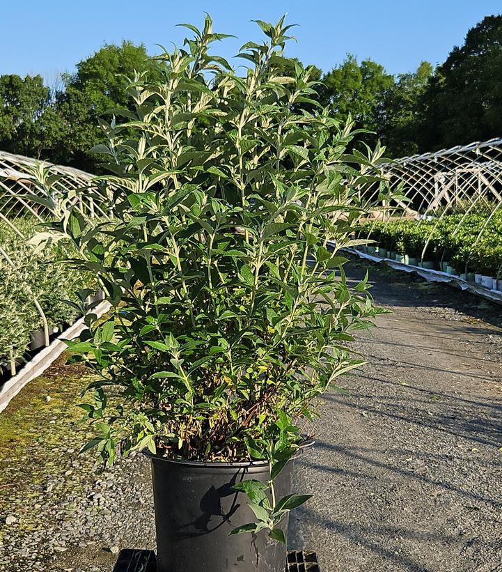 Buddleia Monarch® 'Glass Slippers'