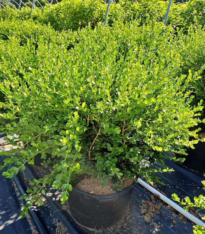 Buxus microphylla var. jap. 'Winter Gem'