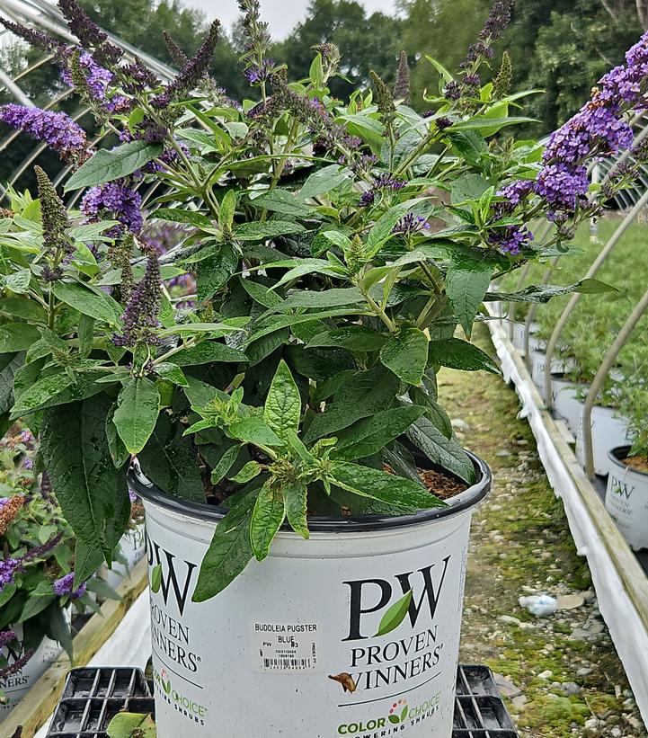 Buddleia x Pugster Blue®