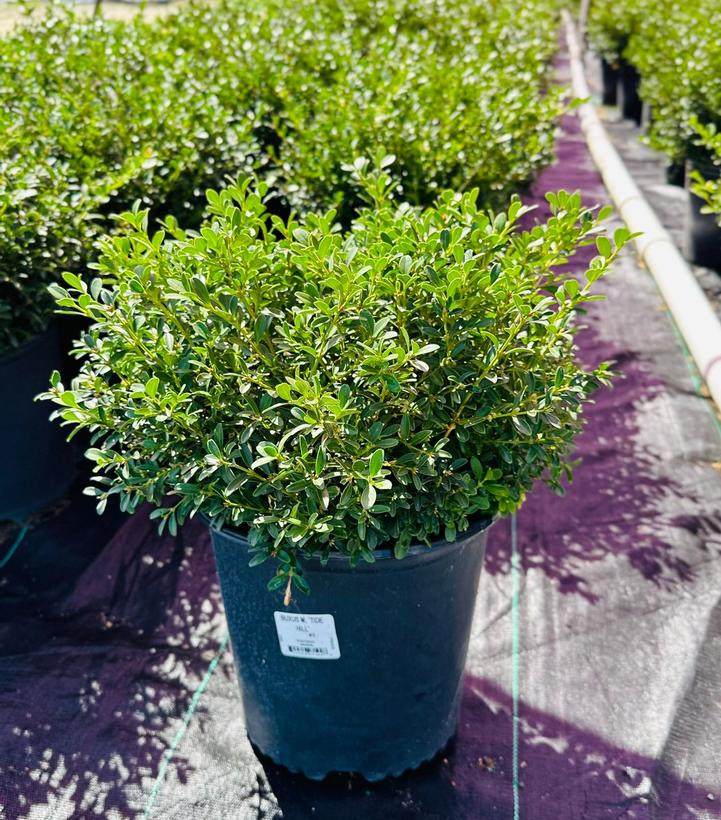 Buxus microphylla 'Tide Hill'