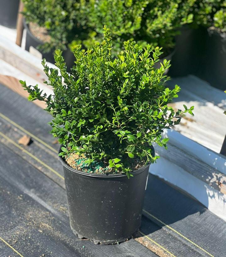 Buxus microphylla 'Little Missy'