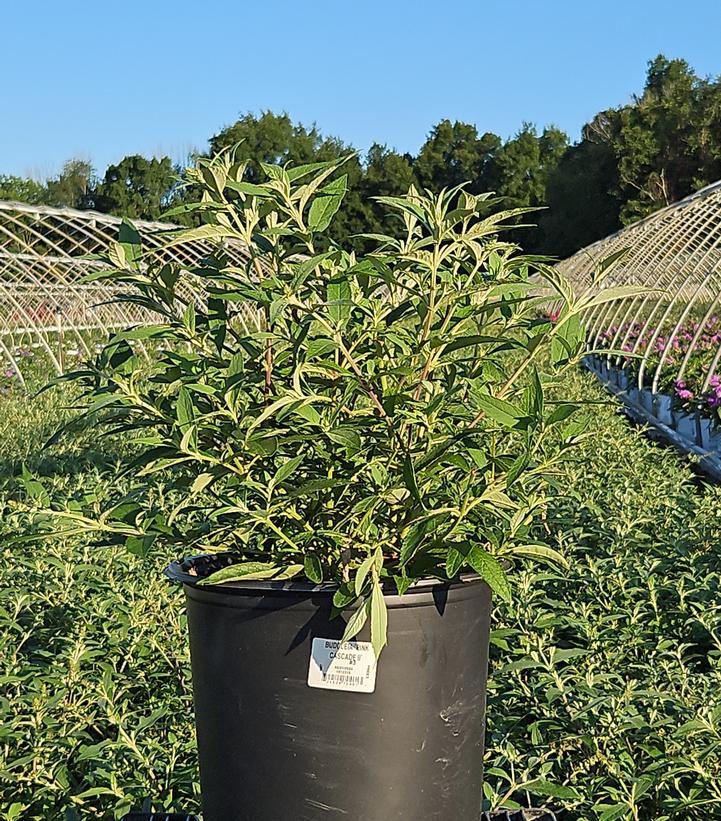 Buddleia davidii 'Pink Cascade'