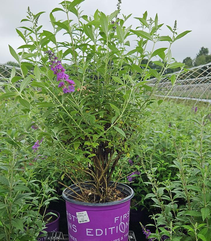 Buddleia davidii Psychedelic Sky™