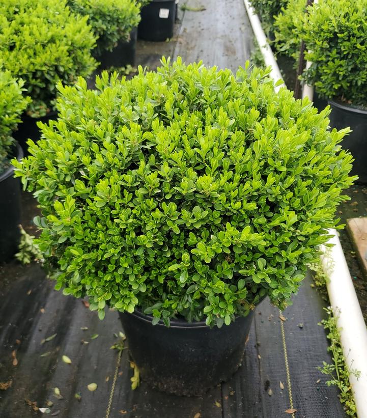 Buxus microphylla 'Tide Hill'
