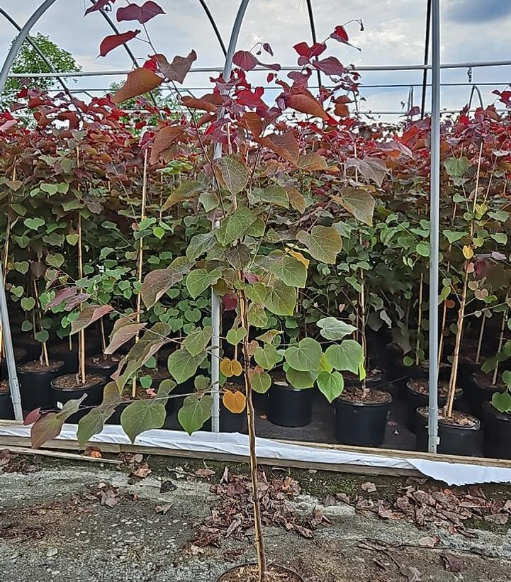 Cercis canadensis 'Forest Pansy'