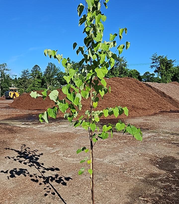 Cercis canadensis 