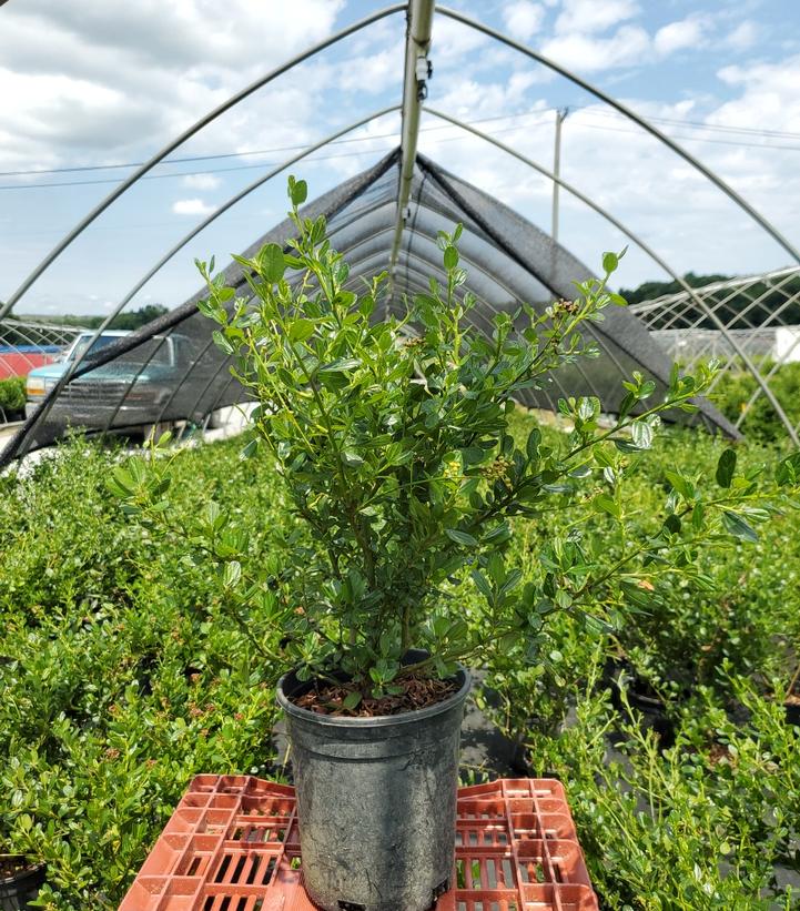 Ceanothus americanus 