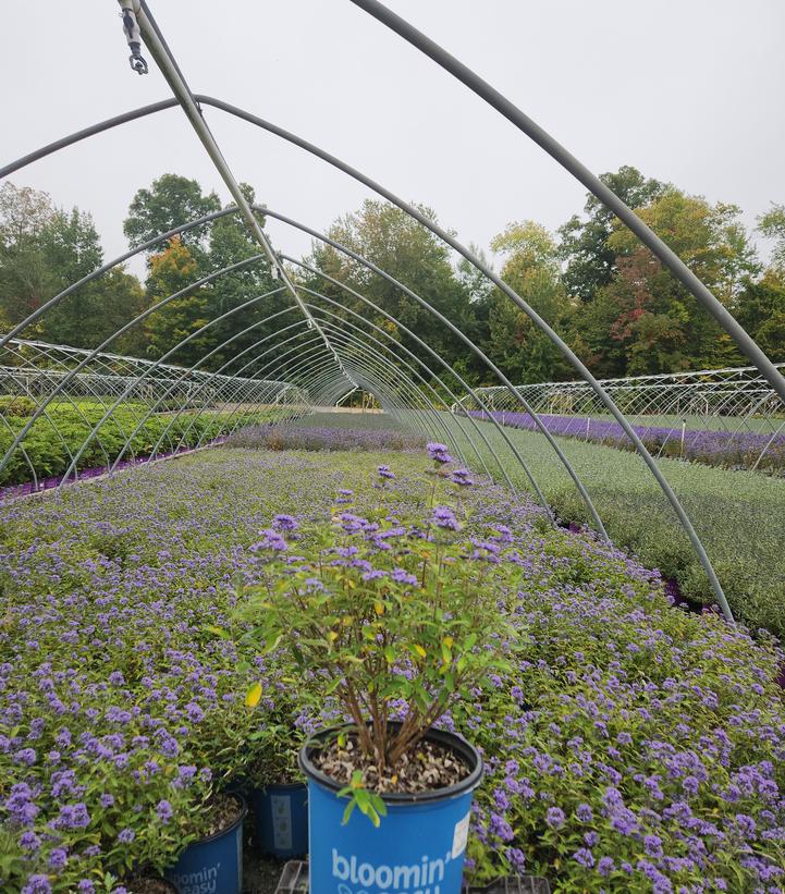 Caryopteris x cland. Beekeeper™