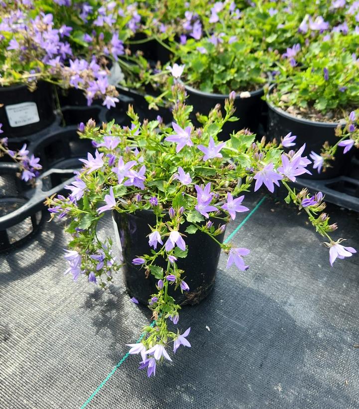 Campanula pos. Blue Waterfall