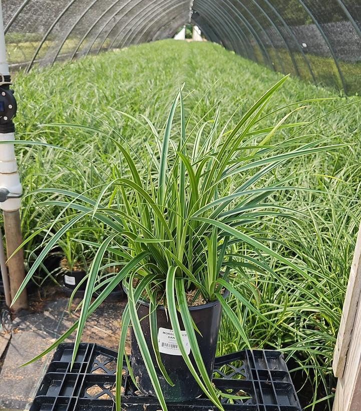 Carex morowii Ice Dance