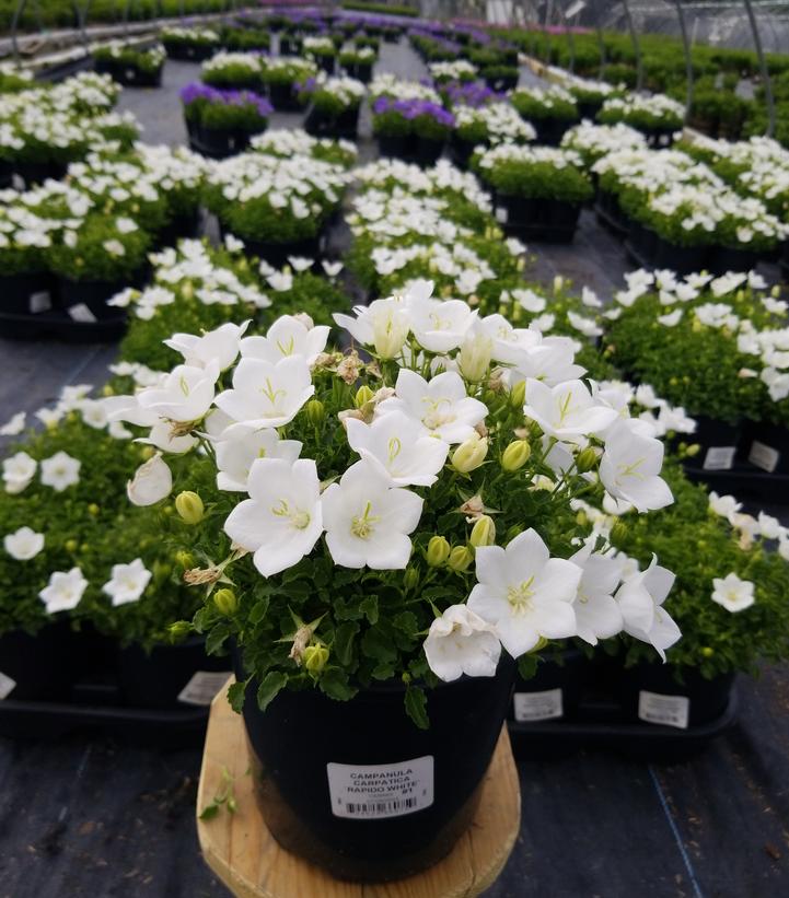 Campanula carpatica 'Rapido White'