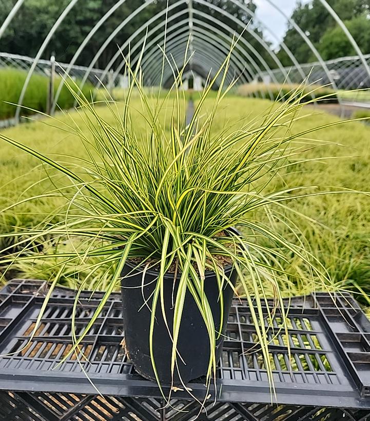 Carex oshimensis EverColor® 'Eversheen'