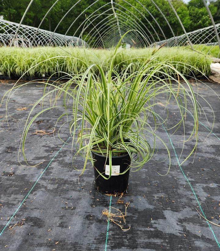 Carex oshimensis 'Feather Falls'