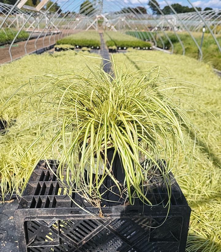 Carex morrowii Evergold