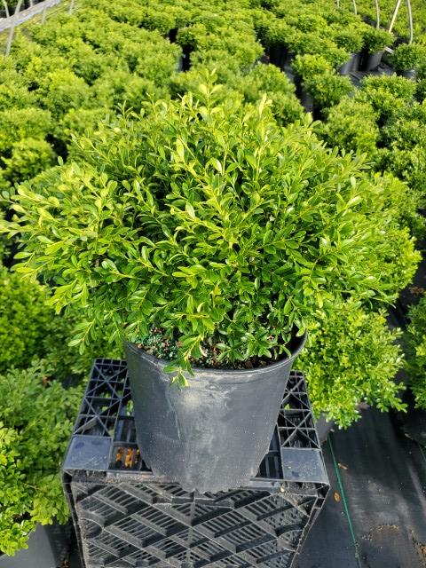 Buxus microphylla 'Franklins Gem'