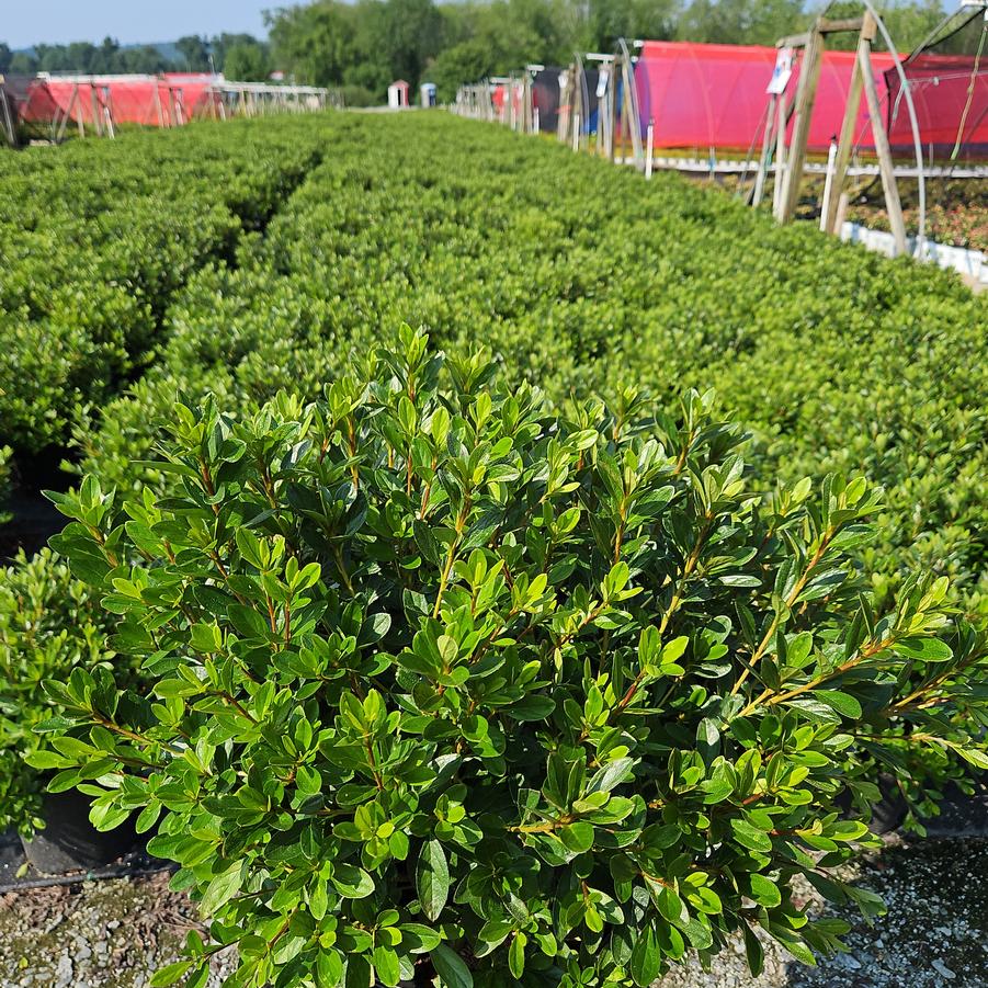 Azalea 'Karen'