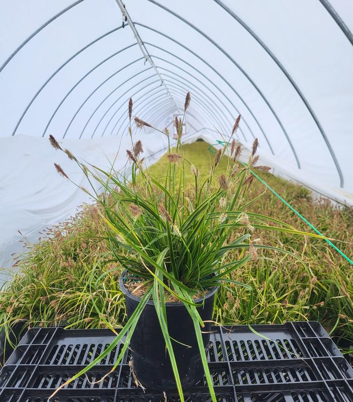 Carex oshimensis EverColor® 'Everlime'