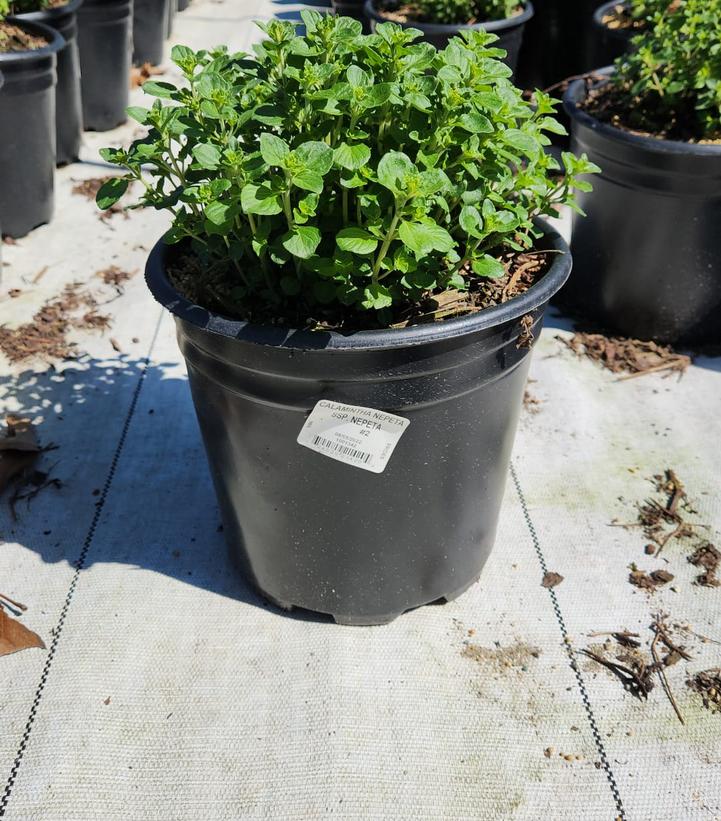 Calamintha nepeta var. Nepeta