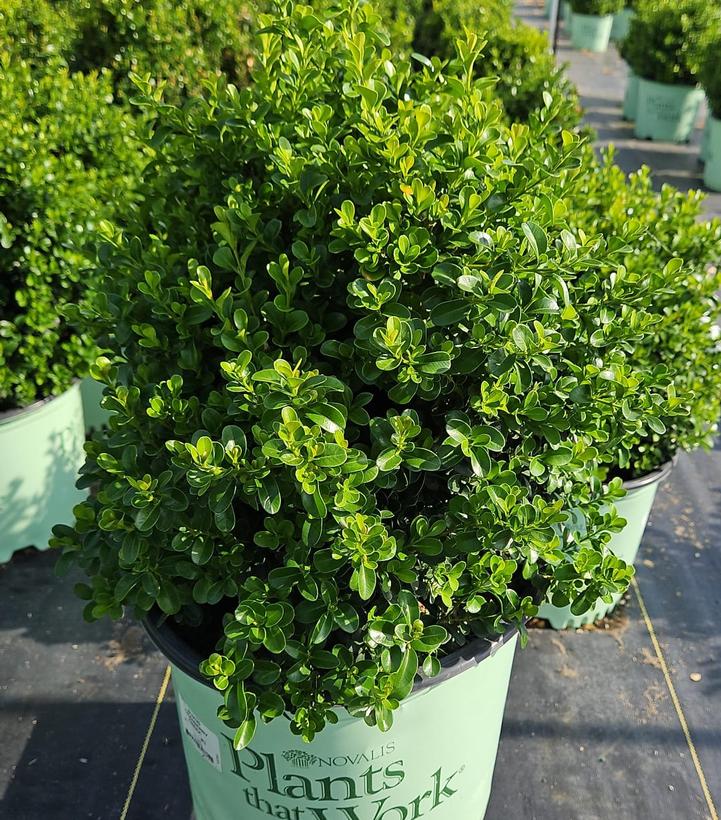 Buxus 'Cranberry Creek'