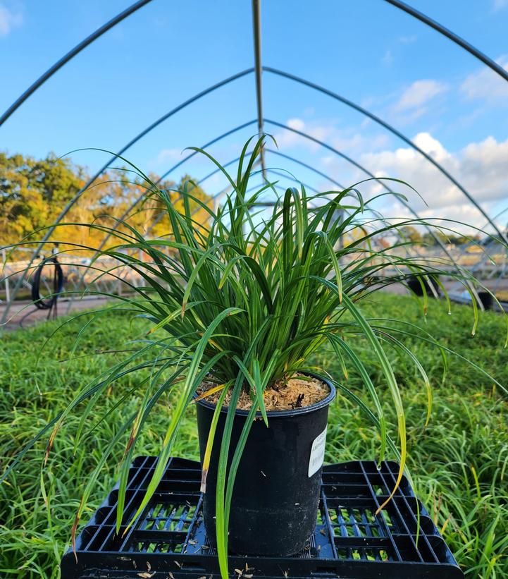 Carex amphibola 