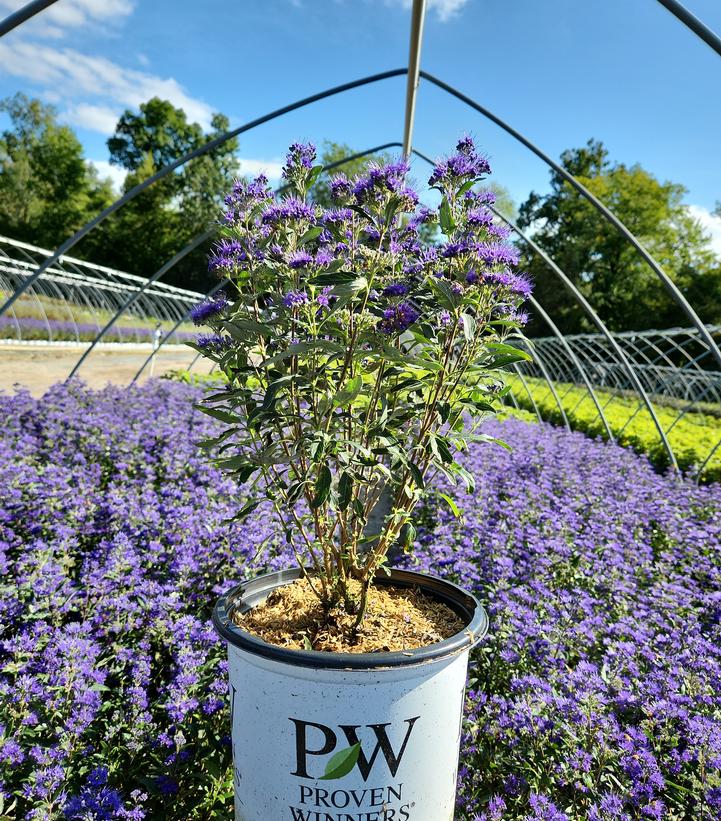 Caryopteris x clandonensis Beyond Midnight®