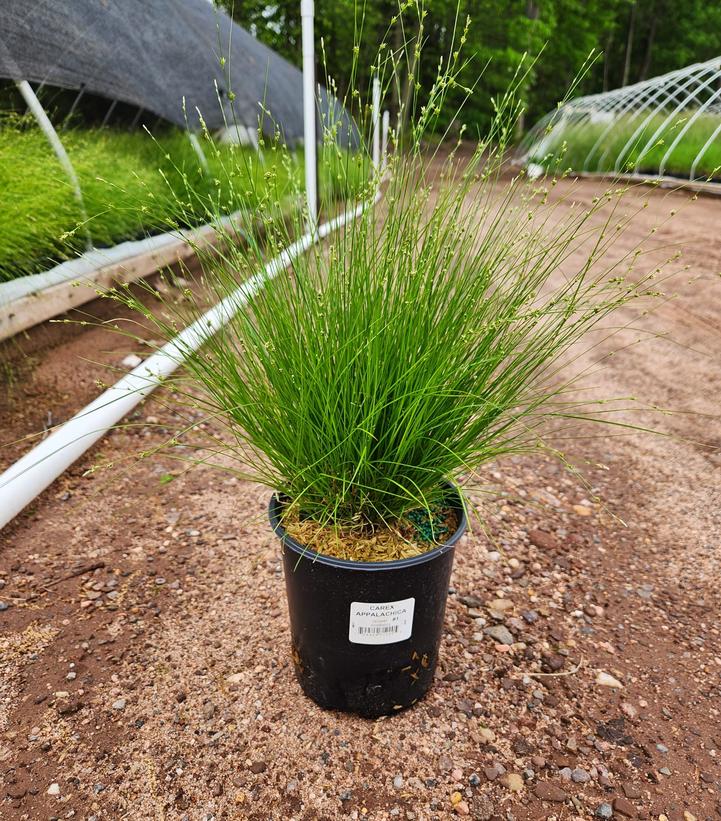 Carex appalachica 