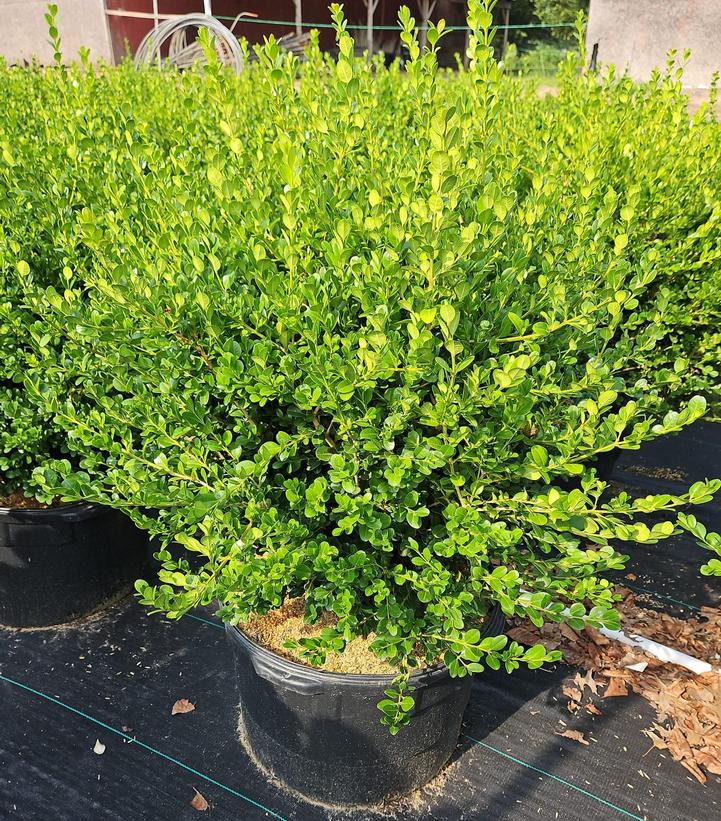 Buxus microphylla var. jap. 'Winter Gem'