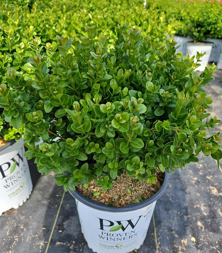 Buxus microphylla Sprinter®