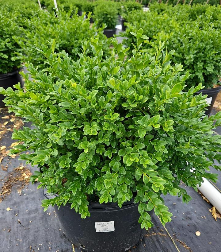 Buxus microphylla var. japonica Green Velvet