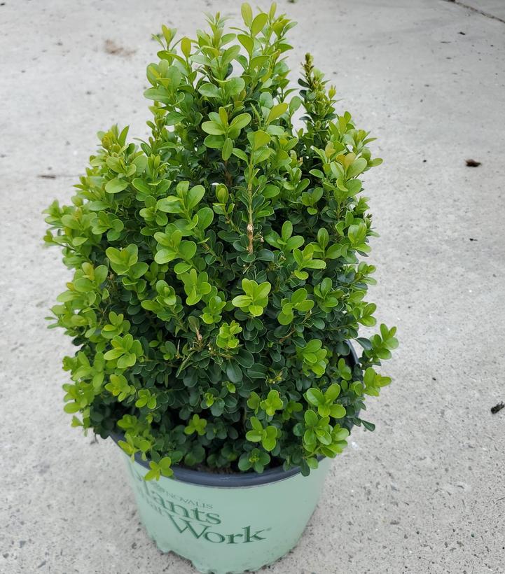 Buxus 'Cranberry Creek'