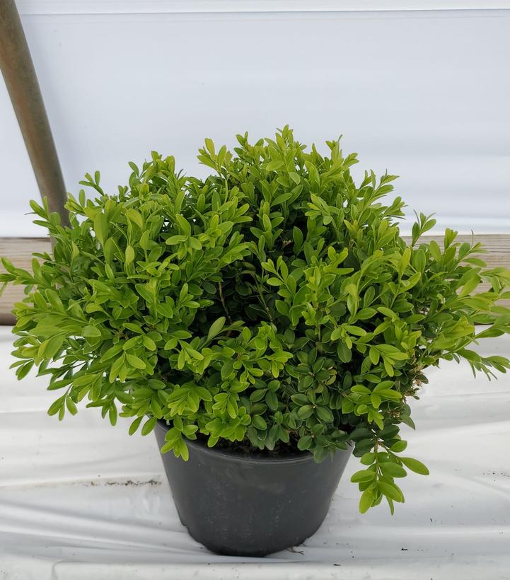 Buxus microphylla 'Tide Hill'