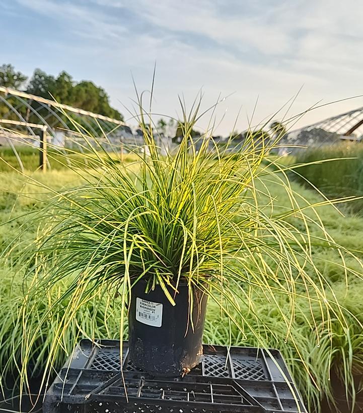 Carex oshimensis EverColor® 'Eversheen'