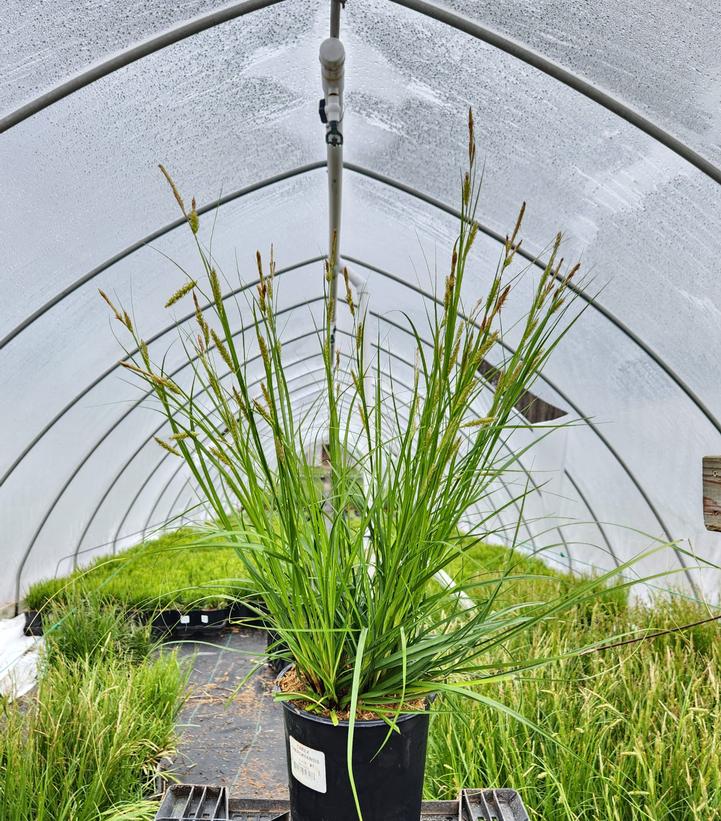 Carex cherokeensis