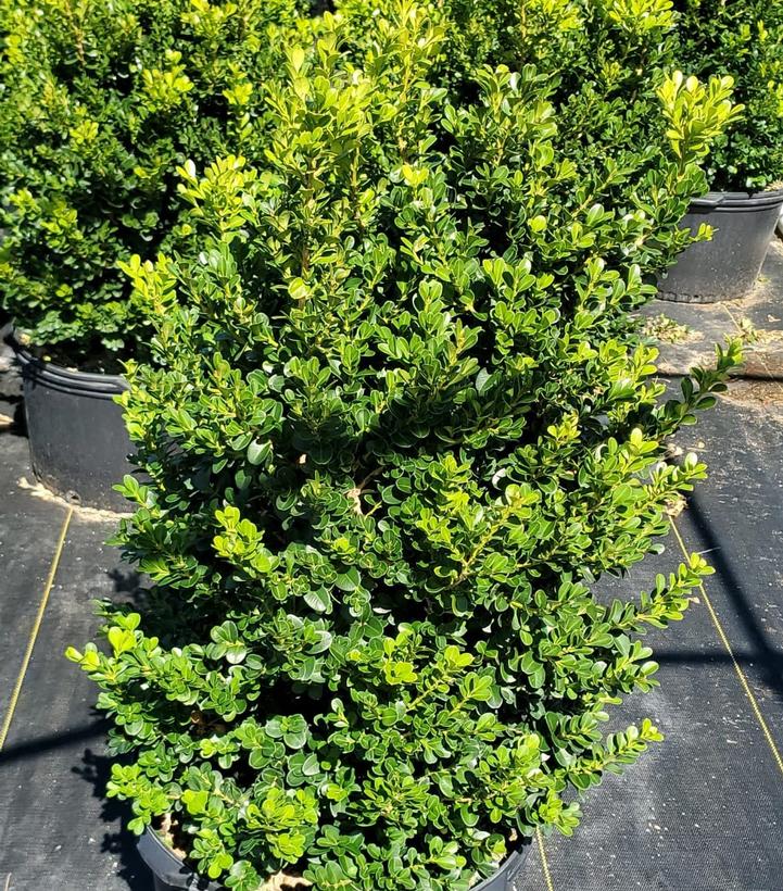 Buxus 'Cranberry Creek'