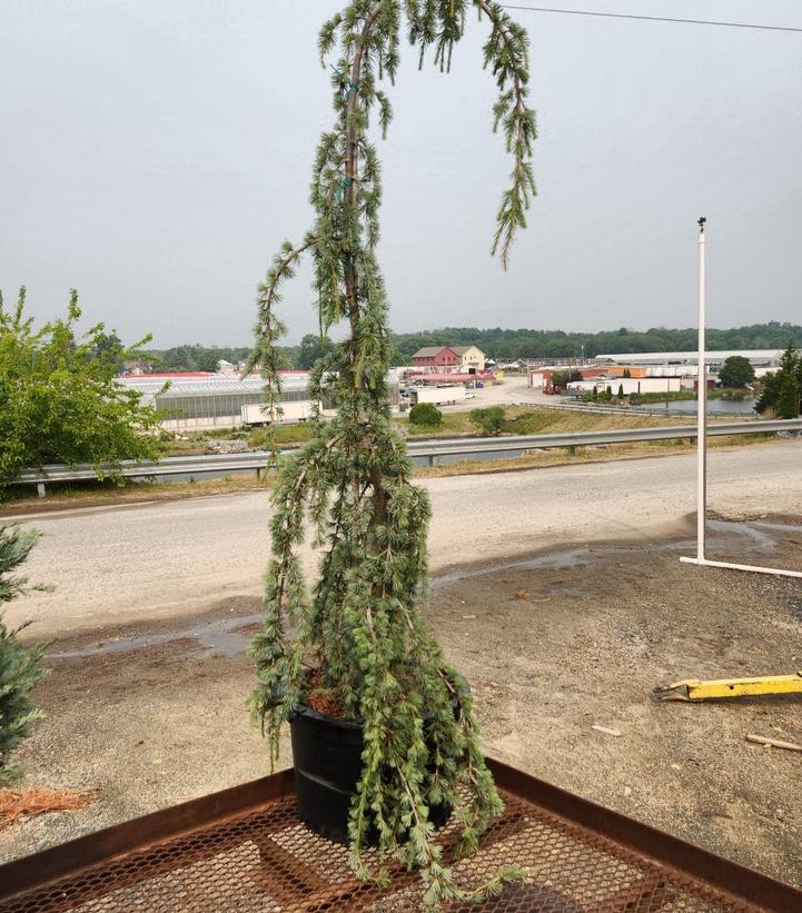 Cedrus atlantica Glauca Pendula