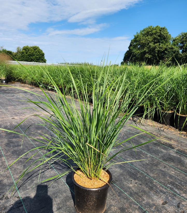 Calamagrostis a. Karl Foerster