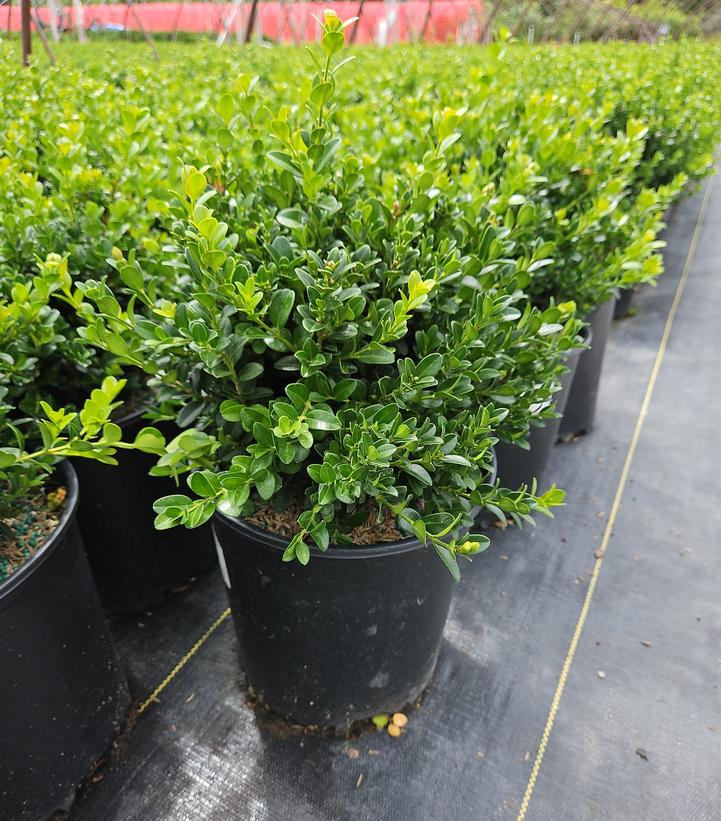 Buxus microphylla 'Little Missy'
