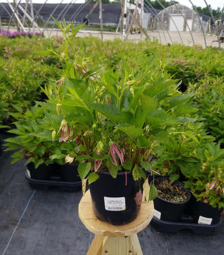 Campanula 'Pink Octopus'