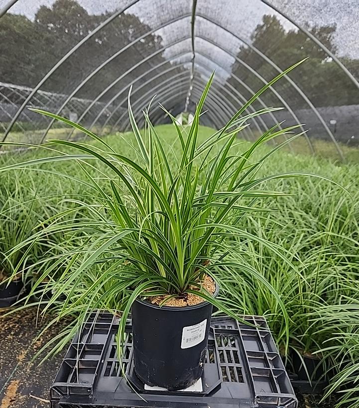 Carex morowii Ice Dance