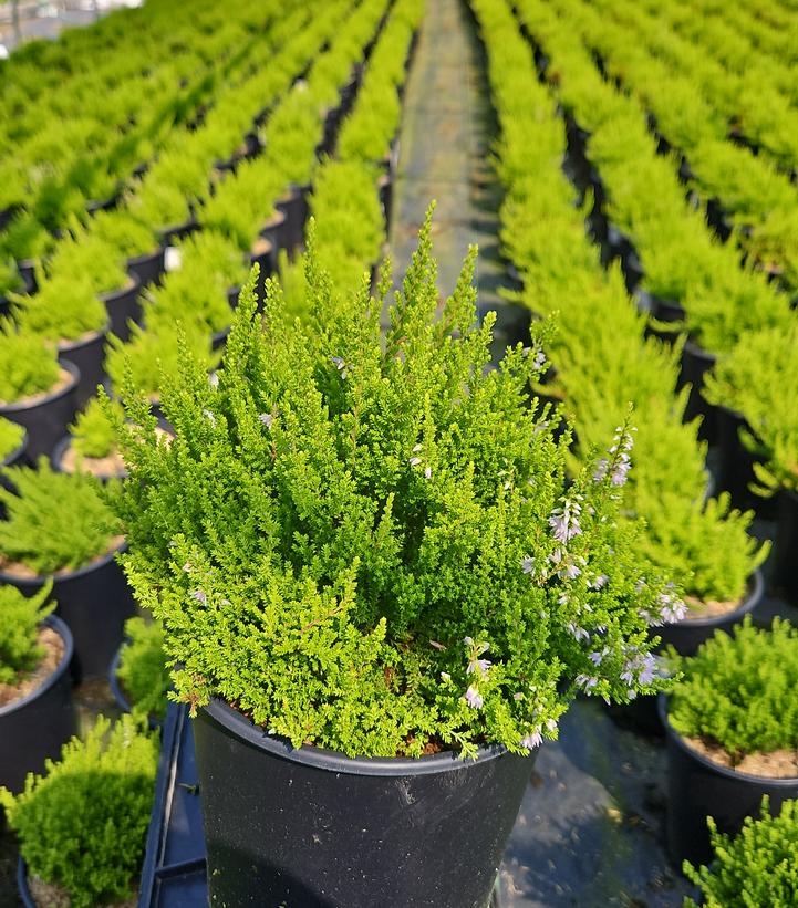 Calluna vulgaris Winter Chocolate