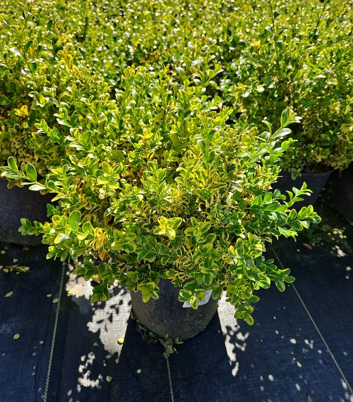 Buxus sinica v. Ins. Sunburst