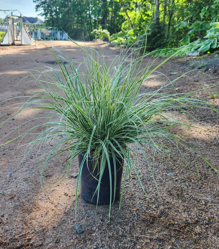 Carex oshimensis EverColor® Everest