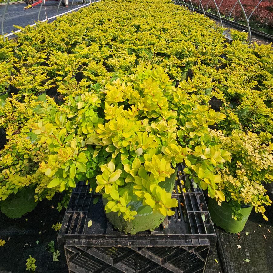 Berberis WorryFree® Lemon Glow®