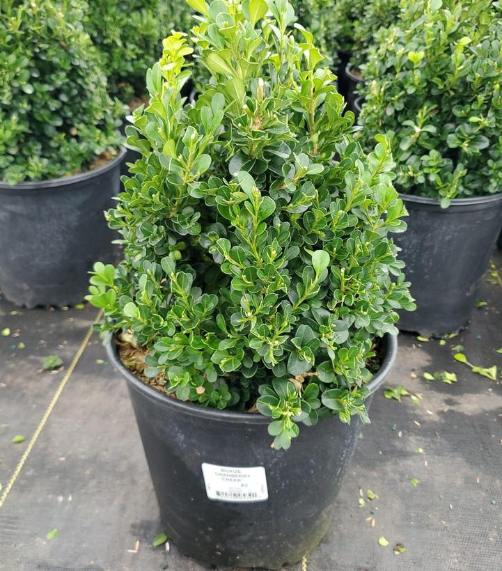 Buxus 'Cranberry Creek'