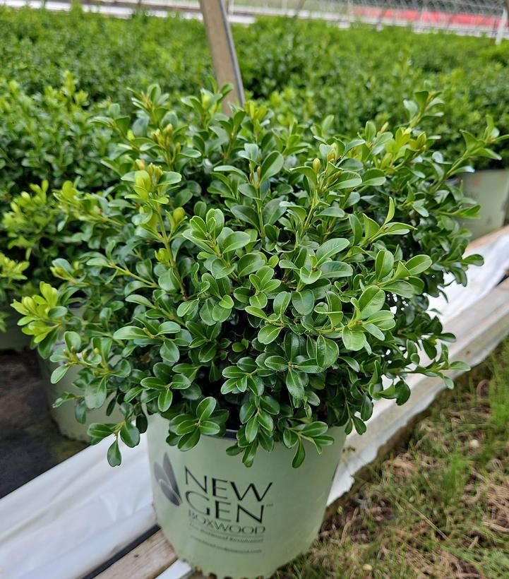 Buxus NewGen Independence®