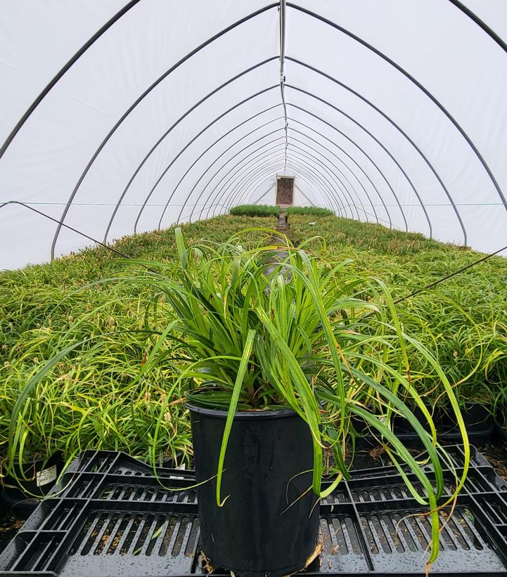 Carex 'Ribbon Falls'