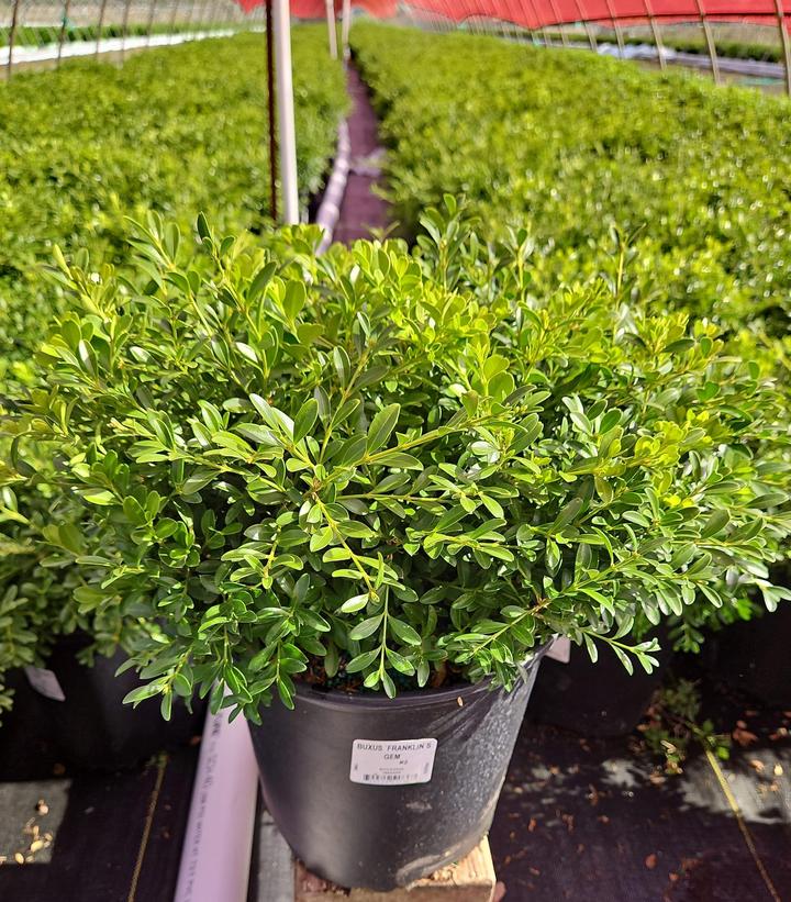 Buxus microphylla 'Franklins Gem'