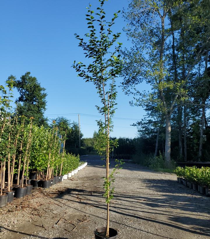 Carpinus betulus 'Frans Fontaine'