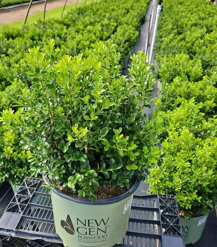 Buxus NewGen Independence®